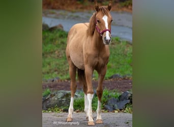 American Quarter Horse, Stute, 1 Jahr, 148 cm, Red Dun