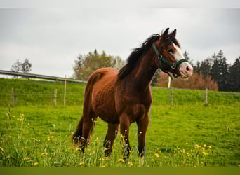 American Quarter Horse, Stute, 1 Jahr, 148 cm, Rotbrauner