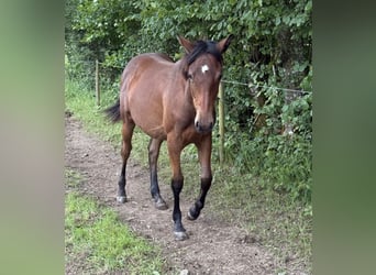 American Quarter Horse Mix, Stute, 1 Jahr, 150 cm, Brauner