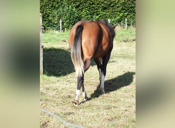 American Quarter Horse, Stute, 1 Jahr, 150 cm, Brauner