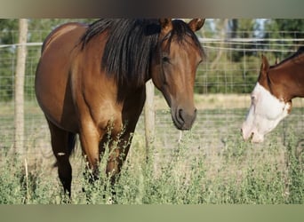 American Quarter Horse, Stute, 1 Jahr, 150 cm, Brauner