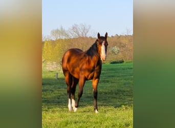 American Quarter Horse, Stute, 1 Jahr, 150 cm, Brauner