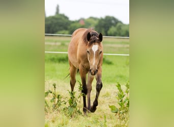 American Quarter Horse, Stute, 1 Jahr, 150 cm, Brauner