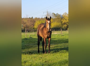 American Quarter Horse, Stute, 1 Jahr, 150 cm, Brauner
