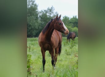 American Quarter Horse, Stute, 1 Jahr, 150 cm, Brauner