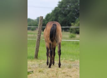 American Quarter Horse, Stute, 1 Jahr, 150 cm, Brauner