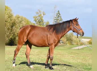 American Quarter Horse, Stute, 1 Jahr, 150 cm, Brauner