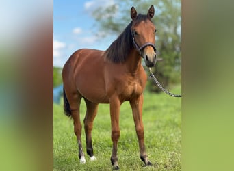 American Quarter Horse, Stute, 1 Jahr, 150 cm, Brauner
