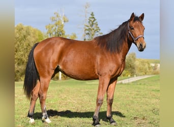 American Quarter Horse, Stute, 1 Jahr, 150 cm, Brauner