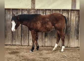 American Quarter Horse, Stute, 1 Jahr, 150 cm, Brauner