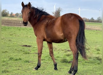American Quarter Horse, Stute, 1 Jahr, 150 cm, Brauner