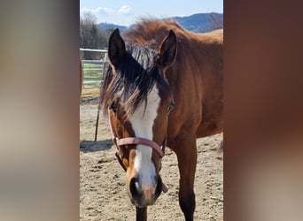 American Quarter Horse, Stute, 1 Jahr, 150 cm, Brauner
