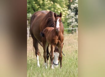 American Quarter Horse, Stute, 1 Jahr, 150 cm, Brauner