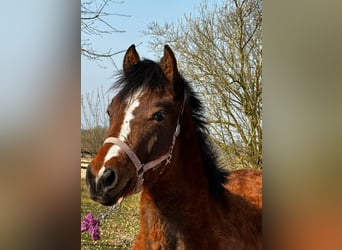 American Quarter Horse, Stute, 1 Jahr, 150 cm, Brauner