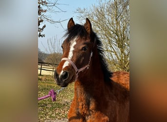 American Quarter Horse, Stute, 1 Jahr, 150 cm, Brauner