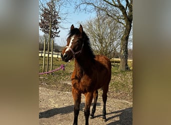 American Quarter Horse, Stute, 1 Jahr, 150 cm, Brauner