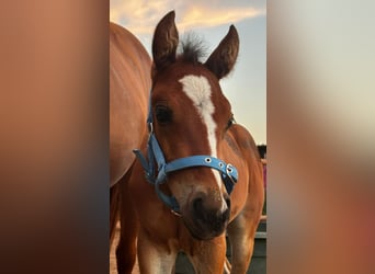 American Quarter Horse, Stute, 1 Jahr, 150 cm, Brauner