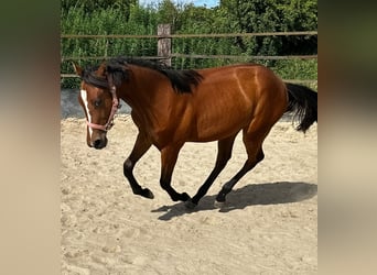 American Quarter Horse, Stute, 1 Jahr, 150 cm, Brauner