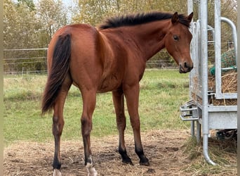 American Quarter Horse, Stute, 1 Jahr, 150 cm, Brauner