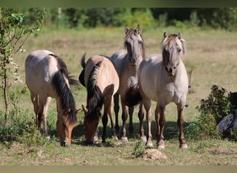 American Quarter Horse Mix, Stute, 1 Jahr, 150 cm, Braunfalbschimmel