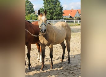American Quarter Horse, Stute, 1 Jahr, 150 cm, Buckskin
