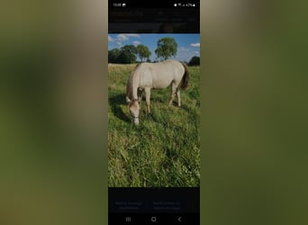 American Quarter Horse, Stute, 1 Jahr, 150 cm, Champagne