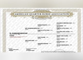 American Quarter Horse, Stute, 1 Jahr, 150 cm, Dunalino