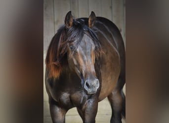 American Quarter Horse, Stute, 1 Jahr, 150 cm, Dunkelbrauner