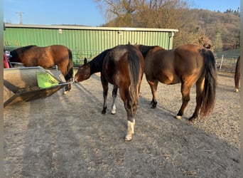American Quarter Horse, Stute, 1 Jahr, 150 cm, Dunkelbrauner