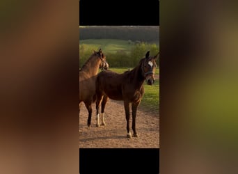 American Quarter Horse, Stute, 1 Jahr, 150 cm, Dunkelbrauner