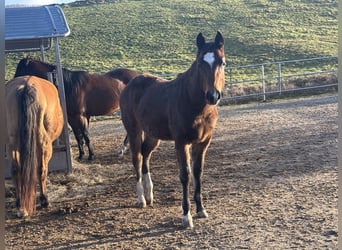 American Quarter Horse, Stute, 1 Jahr, 150 cm, Dunkelbrauner