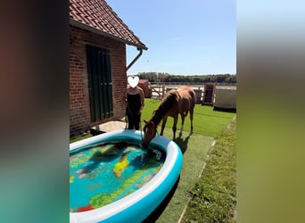 American Quarter Horse, Stute, 1 Jahr, 150 cm, Dunkelfuchs
