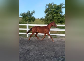American Quarter Horse, Stute, 1 Jahr, 150 cm, Fuchs