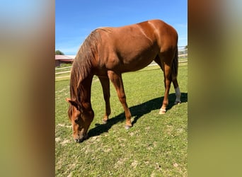 American Quarter Horse, Stute, 1 Jahr, 150 cm, Fuchs