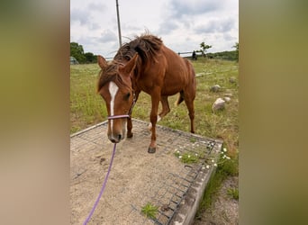 American Quarter Horse, Stute, 1 Jahr, 150 cm, Fuchs
