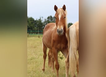 American Quarter Horse, Stute, 1 Jahr, 150 cm, Fuchs