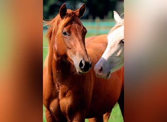 American Quarter Horse, Stute, 1 Jahr, 150 cm, Fuchs