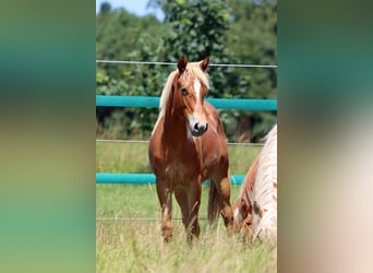 American Quarter Horse, Stute, 1 Jahr, 150 cm, Fuchs