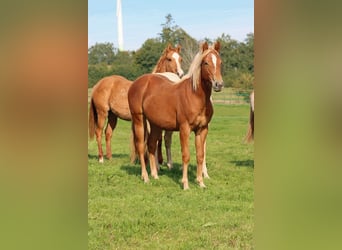 American Quarter Horse, Stute, 1 Jahr, 150 cm, Fuchs