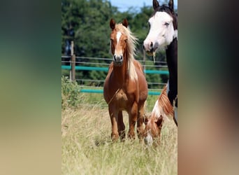 American Quarter Horse, Stute, 1 Jahr, 150 cm, Fuchs
