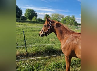 American Quarter Horse, Stute, 1 Jahr, 150 cm, Fuchs