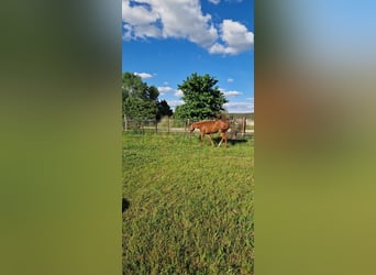 American Quarter Horse, Stute, 1 Jahr, 150 cm, Fuchs