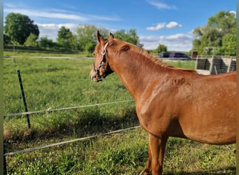 American Quarter Horse, Stute, 1 Jahr, 150 cm, Fuchs