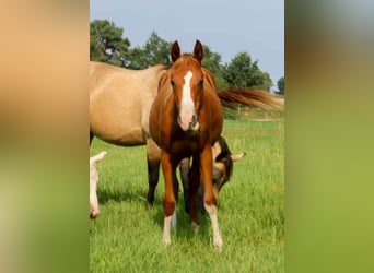American Quarter Horse, Stute, 1 Jahr, 150 cm, Fuchs