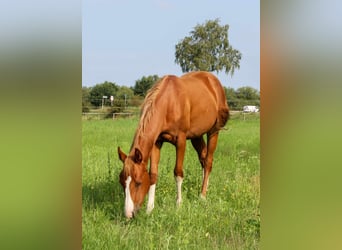 American Quarter Horse, Stute, 1 Jahr, 150 cm, Fuchs
