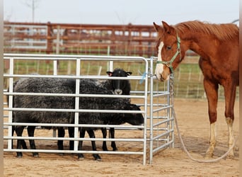 American Quarter Horse, Stute, 1 Jahr, 150 cm, Fuchs