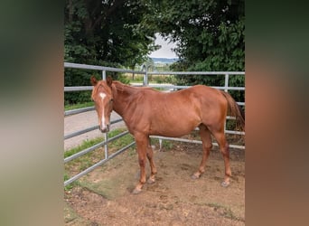 American Quarter Horse, Stute, 1 Jahr, 150 cm, Fuchs