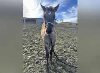 American Quarter Horse, Stute, 1 Jahr, 150 cm, Grullo