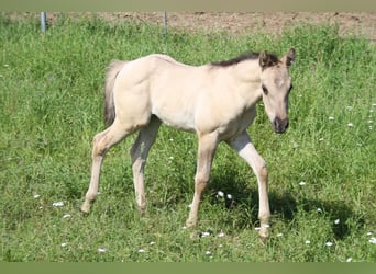 American Quarter Horse, Stute, 1 Jahr, 150 cm, Grullo