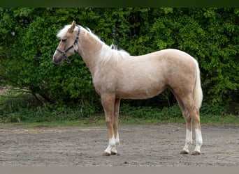 American Quarter Horse, Stute, 1 Jahr, 150 cm, Palomino